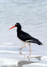 Weißer Austernfischer (7 von 8).jpg